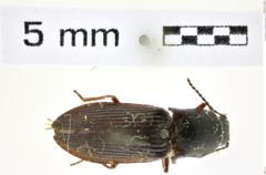 Foto (Dorsalansicht) von Pristilophus ater (Van Dyke, 1932) (NHMW-ZOO-COL-0008332)